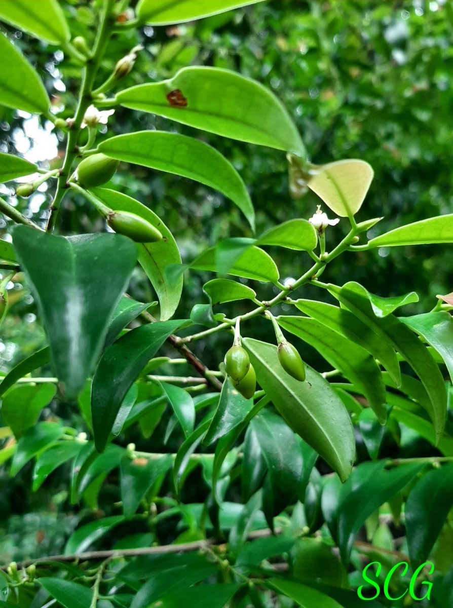 Erythroxylum zeylanicum O.E.Schulz